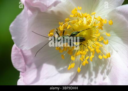 Primo piano di coleottero gonfio maschile (Oedemera nobilis, noto anche come scarabeo floreale dalle zampe spesse) sul fiore di rosa del cane selvatico, Inghilterra, Regno Unito Foto Stock