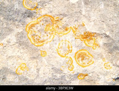 Licheni di mare arancio - caloplaca marina, o simili, che crescono su rocce a Spiaggetta dell'orte, Otranto, provincia di Lecce, Puglia, Italia licheni Placodiodidi Foto Stock