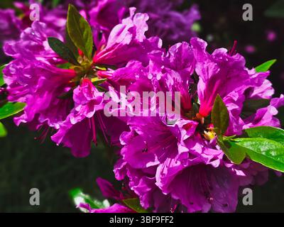 Primo piano del fiorente fiore di Rododendro in vibrante colore magenta Foto Stock