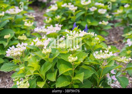 I fiori rosa pallidi (Lacecap Hydrangea) emergono in un fogliame verde brillante. Foto Stock