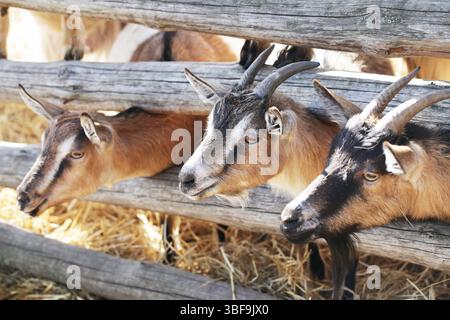 Capre in una fattoria di legno. Animali agricoli rustici dietro la recinzione. Bestiame rurale in campagna. Capre con corna che mangiano fieno. Animali domestici in fattoria. Foto Stock