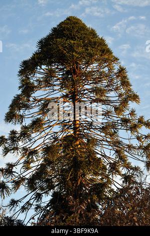 Albero di Araucaria, forma tipica dei suoi rami Foto Stock