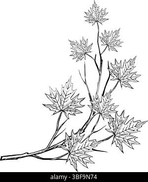 Un ramo con foglie d'acero. Grafica vettoriale. Illustrazione in bianco e nero disegnata a mano. Su sfondo bianco. Ideale per adesivi, banner, poster e. Illustrazione Vettoriale