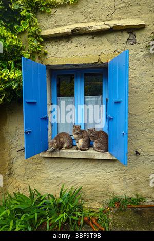 Tre gatti da tabby seduti sul pannello della finestra con persiane blu, Buis les Barronies, Francia, Sud della Francia, francese, sud della Francia, sud Foto Stock