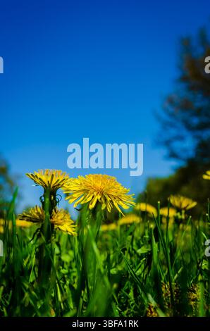 Vista ravvicinata dei leoni a livello del suolo contro un cielo blu. Foto Stock