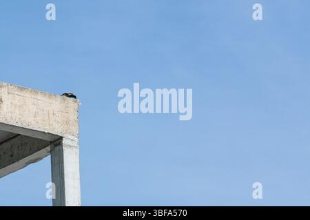 Un uccello solitario poggia su una struttura in cemento contro un cielo azzurro, che mostra un momento di tranquillità in un ambiente urbano. Perfetto per la natura e per una Foto Stock