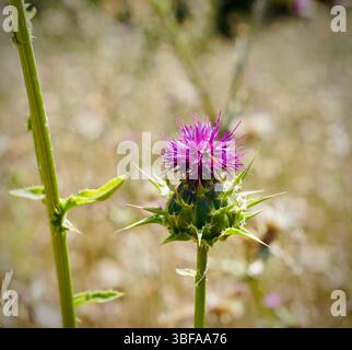 Primo piano del cardo di latte viola Foto Stock