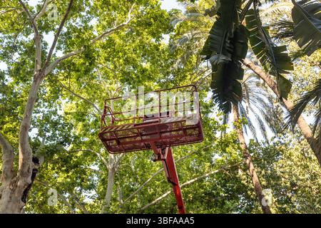 Tagliare rami da alberi alti nei parchi cittadini. Lavorare negli spazi verdi della città... primo piano Foto Stock