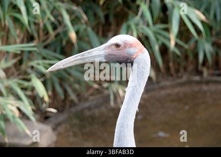 La Brolga è di colore grigio pallido con un'evidente toppa rossa-arancione sulla testa con una rugiada nera appesa sotto il mento. Foto Stock