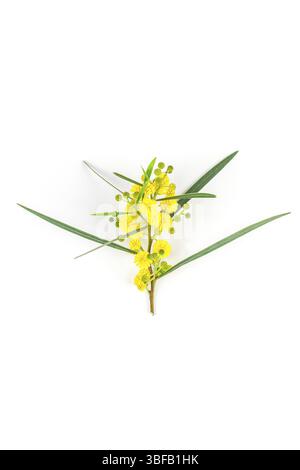 Acacia pycnantha o Mimosa ramoscello con giallo lanuginoso fiori isolati su sfondo bianco. Vista da sopra con copia spazio in stile minimalista Foto Stock