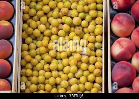 Giallo fresco prugne e le nettarine a vendere in un mercato. Inquadratura orizzontale con una messa a fuoco selettiva Foto Stock