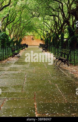 I petali di fiori di ciliegio caduti giacciono a terra al Conservatory Garden di Central Park Foto Stock
