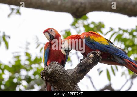 Un paio di maccheroni scarlatti selvatici accoppiati in albero in Costa Rica Foto Stock
