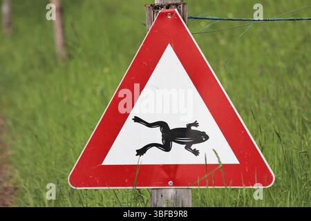 Attenzione rana (Rana temporaria) Foto Stock