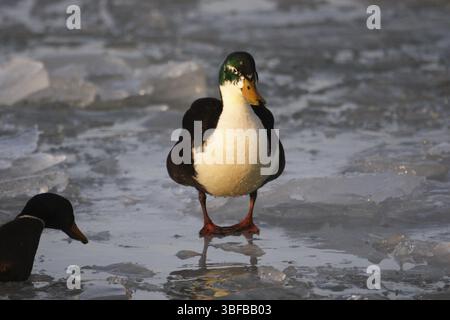 Anatra selvatica, anatra domestica (Anas platyrhynchos domesticus) Foto Stock