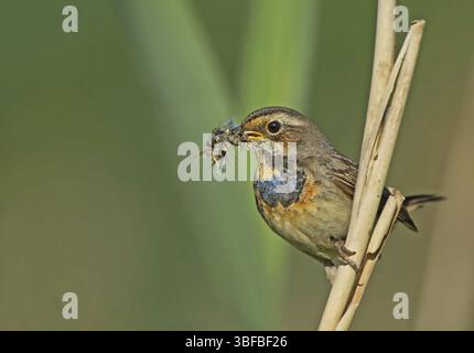 Bluethroat con stelle bianche e cibo, femmina (Luscinia svecica) Foto Stock