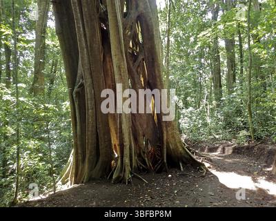 Fico strangolatore della Florida (Ficus aurea) Foto Stock