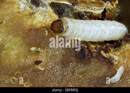 Falena Codling - larva nel nucleo (Cydia pomonella) Foto Stock