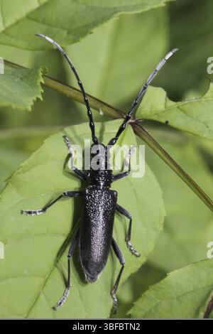 Ariete di Cobbler (Monochamus sutor) Foto Stock