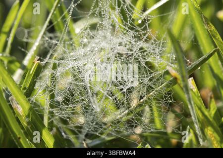 Ragnatele Foto Stock