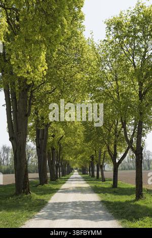 Calce lievitata (Tilia platyphyllos) Foto Stock