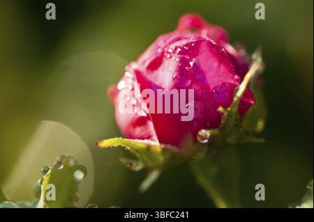 Rosa di Resht (Rosa carina) Foto Stock