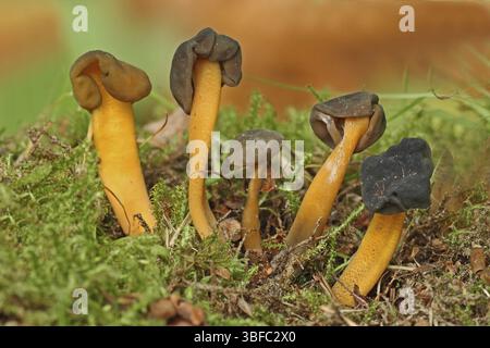 Gelatina (Leotia lubrica) Foto Stock