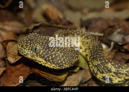 Monte Kenya Bush viper (Atheris desaixi) Foto Stock