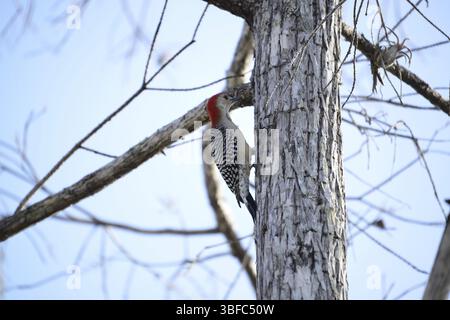 Carolina Woodpecker (Melanerpes carolinus) Foto Stock