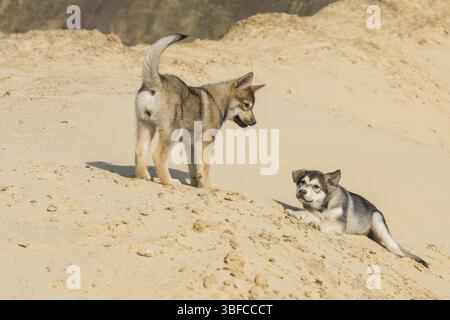 Tamaskan cuccioli Foto Stock