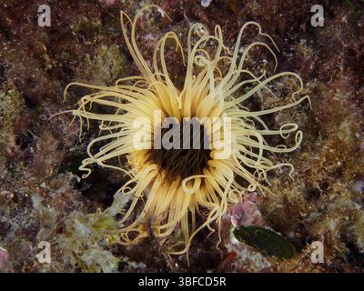 Rosa cilindrica (Cerianthus membranaceus) Foto Stock