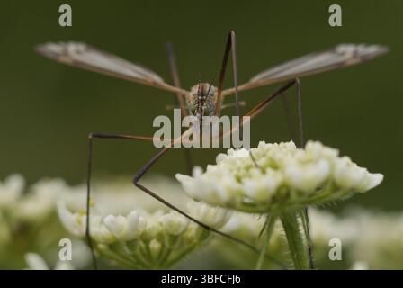 Serpente prato (Tipula paludosa) Foto Stock