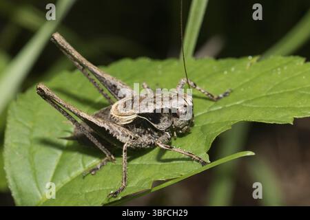 Cespuglio comune, cespuglio scuro (Pholidoptera griseoaptera) Foto Stock