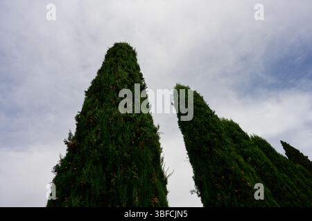 Alti e bellissimi cipressi nel Giardino giusti Gardan o Parco di Verona, Italia Foto Stock