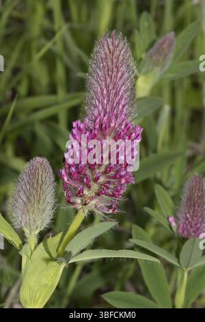 Trifoglio coda di cavallo (Trifolium rubens) Foto Stock