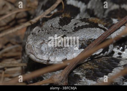 vipera di Wagner (Montivipera wagneri) Foto Stock