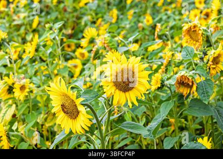 Bellissimi girasoli fioriti su un prato Foto Stock