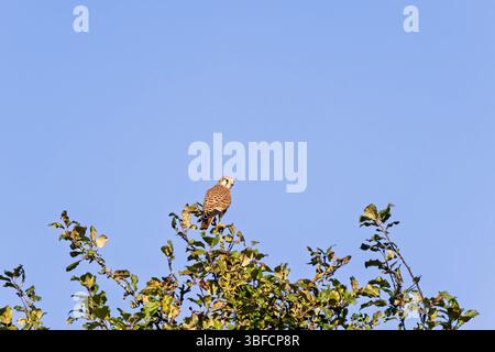 Kestrel europeo seduto su una cima di un albero contro un cielo azzurro Foto Stock