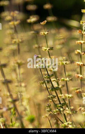 un fiore in mezzo all'erba Foto Stock