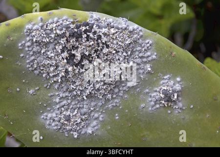Afidi coccineali su opuntia (Dactylopius coccus) Foto Stock