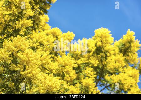 Fiore giallo di mimosa albero in primavera. Cielo blu come sfondo Foto Stock