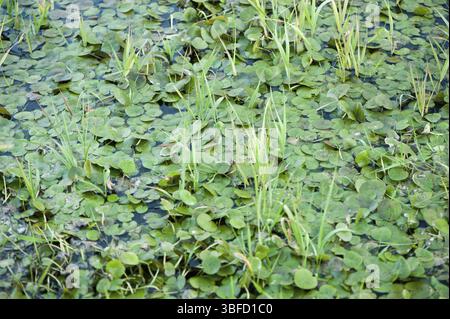 Frogbit comune (Hydrocharis morsus-ranae) Foto Stock