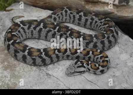 vipera di Wagner (Montivipera wagneri) Foto Stock