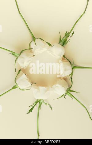 Creative vista superiore piatto fresco laici rose bianche composizione con spazio copia carta pastello sfondo stile minimalista. Modello femminile blog social media Foto Stock