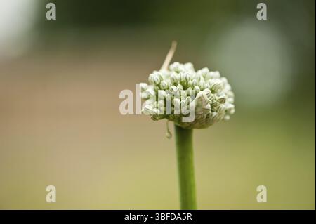 Cipolle (Allium-cepa) Foto Stock