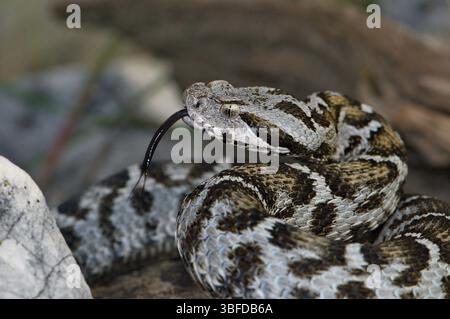 vipera di Wagner (Montivipera wagneri) Foto Stock