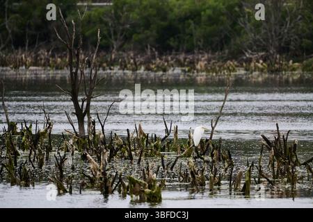 Grande egret bianco che riposa su rami morti nel parco naturale di santona victoria e Joyel paludi in cantabria, spagna Foto Stock