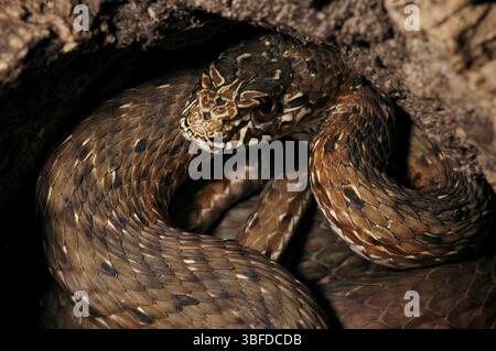 Serpente di Montpellier orientale (Malpolon monspessulanus insignitus) Foto Stock