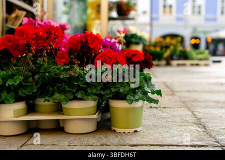 Vista di molti affascinanti giardini rossi e fiori al coperto. Gerani rossi in pentole di plastica in vendita vicino a un negozio di fiori Foto Stock