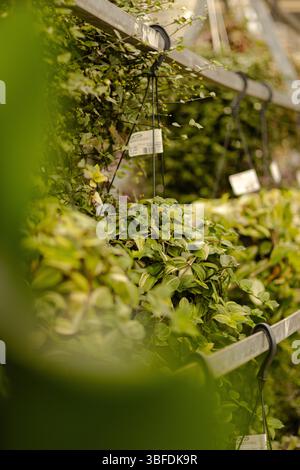 Vivaio pieno di lussureggianti piante verdi pronto per la semina Foto Stock